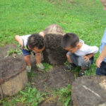 Children looking under a tree stump