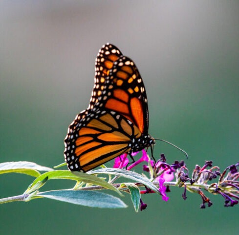 Środowisko naturalne w Stanie Illinois: Motyle i ćmy