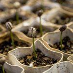 Get Growing: Learning about Seeds