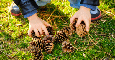 Child gathering pinecones on the ground
