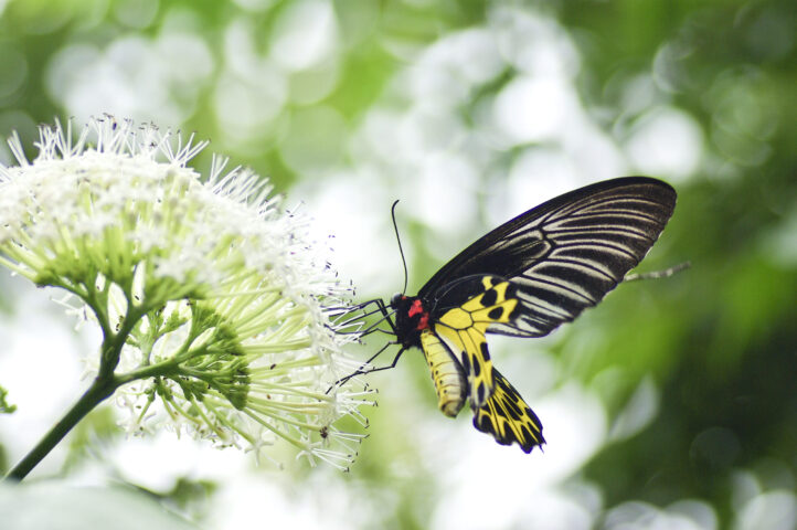 yellow black butterfly on white flower